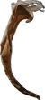 Dry Quiver Leaf - orth_side