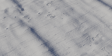 Fever Tree Bark - clay