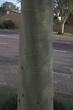 Fever Tree Bark - reference