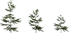 Fir Sapling - orth_front