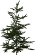 Fir Sapling - orth_side