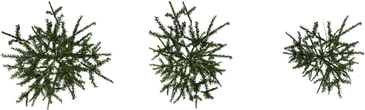 Fir Sapling - orth_top