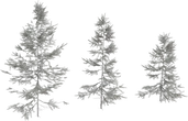 Fir Sapling Medium - clay
