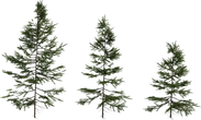 Fir Sapling Medium - orth_front