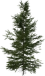 Fir Sapling Medium - orth_side