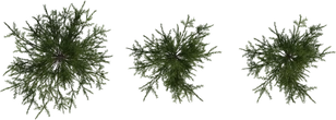 Fir Sapling Medium - orth_top