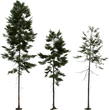 Fir Tree 01 - orth_front