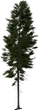 Fir Tree 01 - orth_side