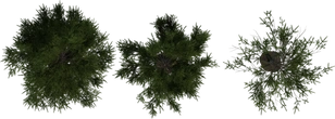 Fir Tree 01 - orth_top