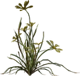 Flower Empodium - orth_side