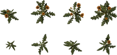 Flower Gazania - orth_top