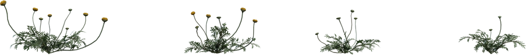 Flower Stinkkruid - orth_front