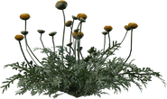 Flower Stinkkruid - orth_side
