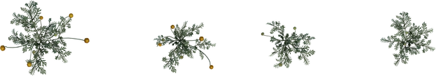 Flower Stinkkruid - orth_top