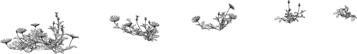 Flower Ursinia - clay