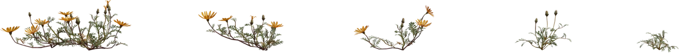 Flower Ursinia - orth_front