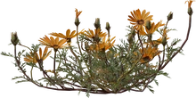 Flower Ursinia - orth_side