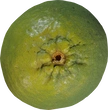 Food Lime 01 - orth_top