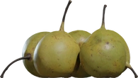 Pears Asian 01 - orth_front