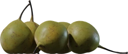 Pears Asian 01 - orth_side