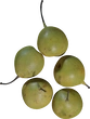 Pears Asian 01 - orth_top