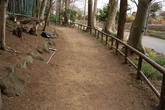 Forest Ground 05 - reference