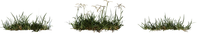 Grass Bermuda 01 - orth_front