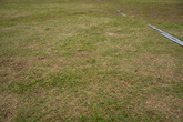 Grass Ground - reference