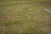 Grass Ground - reference
