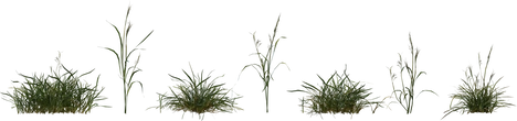 Grass Medium 01 - orth_front