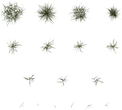Grass Medium 01 - orth_top