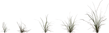 Grass Medium 02 - orth_front