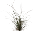 Grass Medium 02 - orth_side