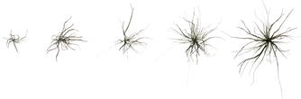 Grass Medium 02 - orth_top