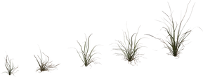 Grass Medium 02 - secondary