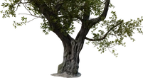 Island Tree 01 - cam_closeup
