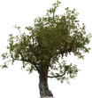 Island Tree 01 - orth_front