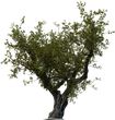 Island Tree 01 - orth_side