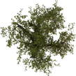 Island Tree 01 - orth_top