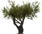 Island Tree 02 - orth_front