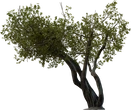 Island Tree 02 - orth_side