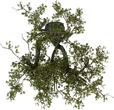 Island Tree 02 - orth_top