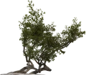Island Tree 03 - orth_front