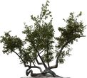 Island Tree 03 - orth_side