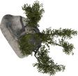 Island Tree 03 - orth_top