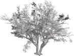 Jacaranda Tree - clay