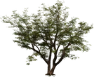 Jacaranda Tree - orth_front