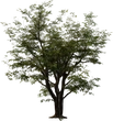 Jacaranda Tree - orth_side