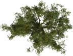 Jacaranda Tree - orth_top
