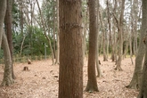 Japanese Cedar Bark - Context_03